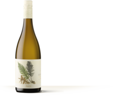 FENTO ALBARINO